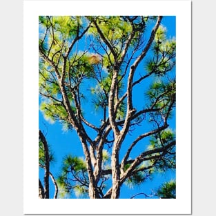 Natural Pine Tree Print Posters and Art